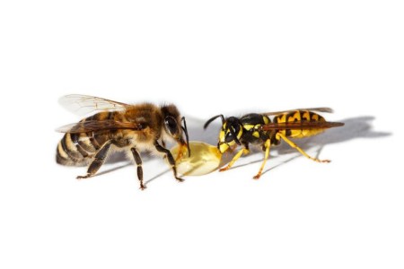 bigstock-Bee-And-Wasp-50386991